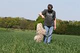ADULTE ET CHIEN 344
